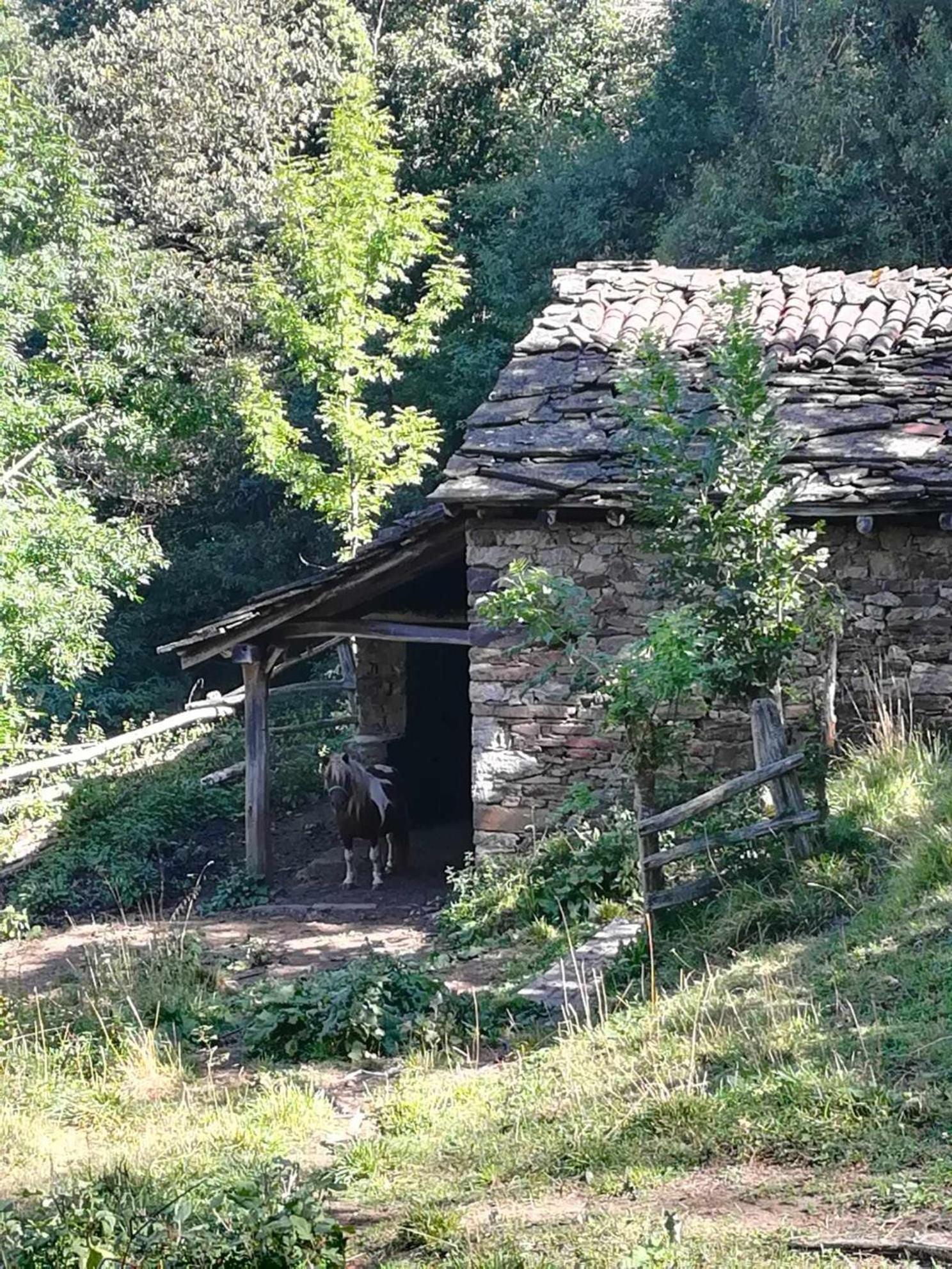 Asturias Boho Chic Lägenhet Aller Exteriör bild