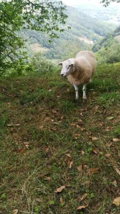 Asturias Boho Chic Lägenhet Aller Exteriör bild